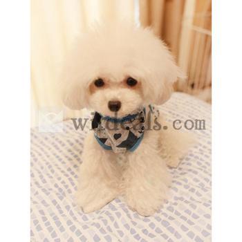 可愛い犬のお洋服/シャツ ドッグウェア　春夏服　レッド　ブルー　S、M、L、XL、XXLサイズ　眩しい星の柄